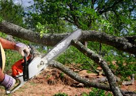 Best Hedge Trimming  in Galena, IL